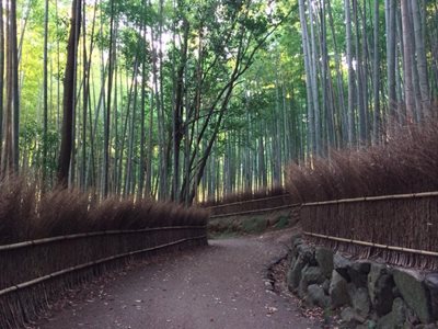 کیوتو-مسیر-پیاده-روی-جنگل-بامبو-Bamboo-Forest-195406