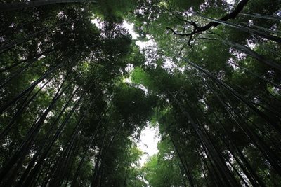 کیوتو-مسیر-پیاده-روی-جنگل-بامبو-Bamboo-Forest-195409