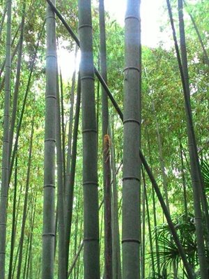کیوتو-مسیر-پیاده-روی-جنگل-بامبو-Bamboo-Forest-195413