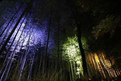 کیوتو-مسیر-پیاده-روی-جنگل-بامبو-Bamboo-Forest-195411