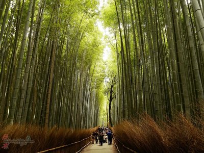 مسیر پیاده روی جنگل بامبو Bamboo Forest