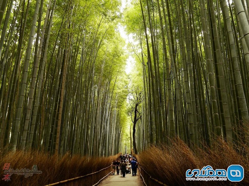 مسیر پیاده روی جنگل بامبو Bamboo Forest