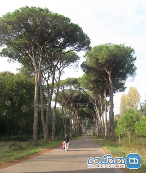 پارک ملی Parco naturale Migliarino San Rossore Massaciuccoli