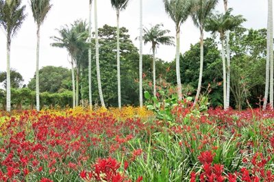 بوگوتا-باغ-گیاه-شناسی-خوزه-سلستینو-موتیس-Jardin-Botanico-Jose-Celestino-Mutis-195956