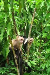 جزیره میمون ها Monkey Island