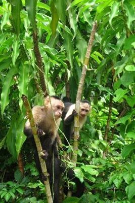 پاناما-سیتی-جزیره-میمون-ها-Monkey-Island-197020