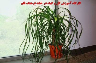 تهران-خانه-فرهنگ-قلم-200097