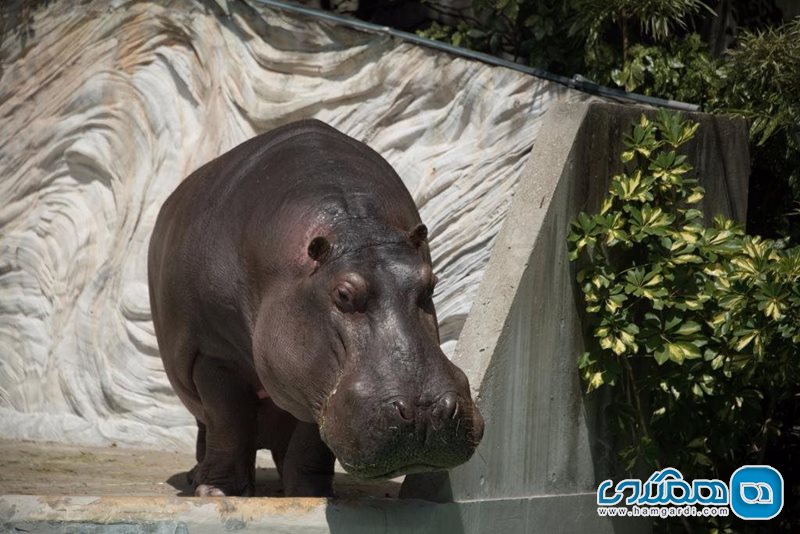 باغ وحش Ueno Zoo