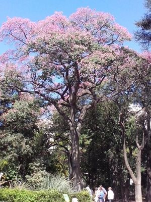 باغ گیاه شناسی بوینس آیرس Buenos Aires Botanical Garden