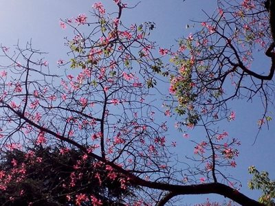 بوینس-آیرس-باغ-گیاه-شناسی-بوینس-آیرس-Buenos-Aires-Botanical-Garden-200920