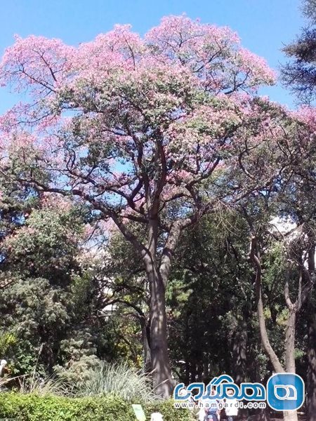 باغ گیاه شناسی بوینس آیرس Buenos Aires Botanical Garden