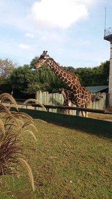 بوینس-آیرس-باغ-وحش-بوینس-آیرس-Zoo-Buenos-Aires-201188