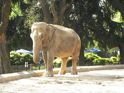 بوینس-آیرس-باغ-وحش-بوینس-آیرس-Zoo-Buenos-Aires-201194