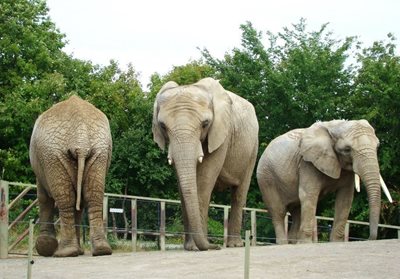 تورنتو-باغ-وحش-تورنتو-Toronto-Zoo-201342