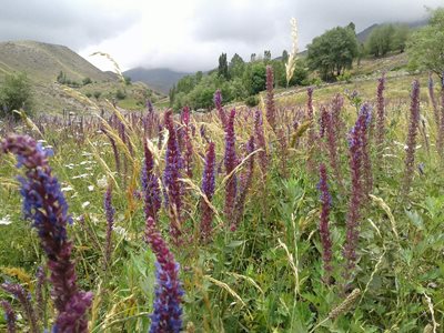 آمل-روستای-ناندل-202543