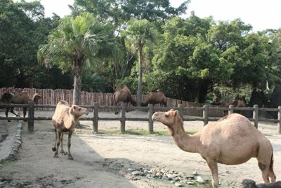 تایپه-باغ-وحش-تایپه-Taipei-Zoo-204465