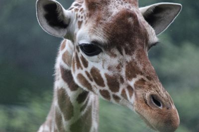 تایپه-باغ-وحش-تایپه-Taipei-Zoo-204462