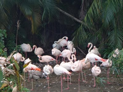 تایپه-باغ-وحش-تایپه-Taipei-Zoo-204463