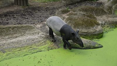 تایپه-باغ-وحش-تایپه-Taipei-Zoo-204460