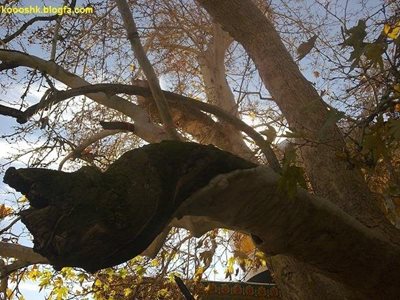 نجف-آباد-درختان-کهنسال-209323