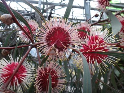 دوسلدورف-باغ-گیاه-شناسی-Botanical-Garden-209489