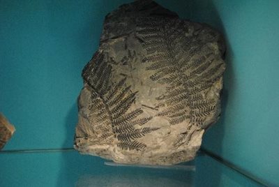 رتردام-موزه-تاریخ-طبیعی-روتردام-Natural-History-Museum-210896