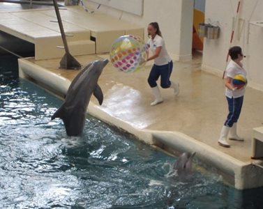 وارنا-دلفیناریوم-Dolphinarium-211126