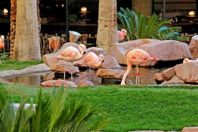 لاس-وگاس-هتل-فلامینگو-Flamingo-Las-Vegas-Hotel-Casino-211661