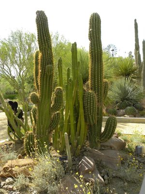 لاس-وگاس-منطقه-تفریحی-Springs-Preserve-213612