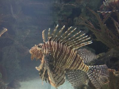 لاس-وگاس-آکواریوم-شارک-ریف-Shark-Reef-213584
