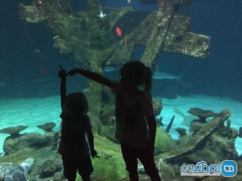 آکواریوم شارک ریف Shark Reef