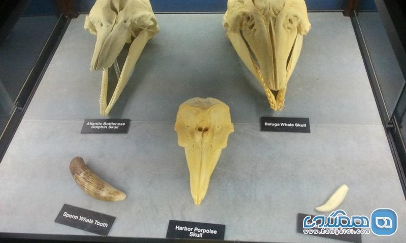 موزه تاریخ طبیعی لاس وگاس Las Vegas Natural History Museum
