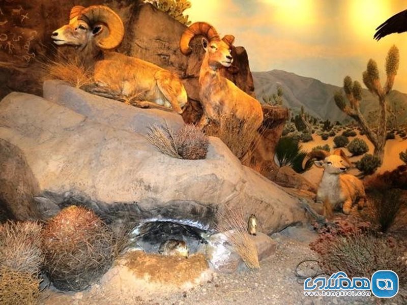 موزه تاریخ طبیعی لاس وگاس Las Vegas Natural History Museum