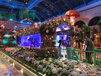 لاس-وگاس-باغ-گیاه-شناسی-هت-بلاژیو-Conservatory-Botanical-Gardens-at-Bellagio-214058