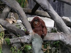 باغ وحش جنگل میمون ها Monkey Jungle