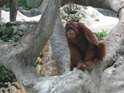 میامی-باغ-وحش-جنگل-میمون-ها-Monkey-Jungle-215508