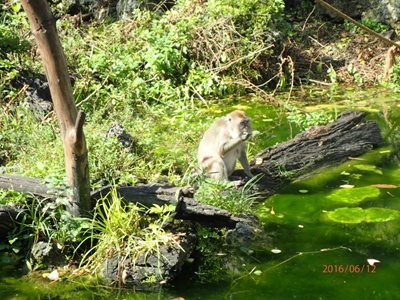 میامی-باغ-وحش-جنگل-میمون-ها-Monkey-Jungle-215515