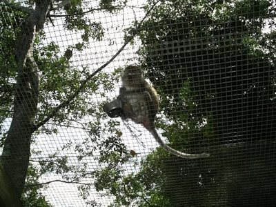میامی-باغ-وحش-جنگل-میمون-ها-Monkey-Jungle-215530