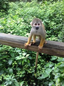 میامی-باغ-وحش-جنگل-میمون-ها-Monkey-Jungle-215522