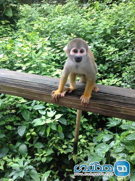 باغ وحش جنگل میمون ها Monkey Jungle