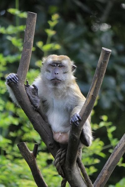 باغ وحش جنگل میمون ها Monkey Jungle