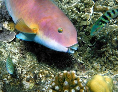 هاوایی-ساحل-خلیج-هانااوما-Hanauma-Bay-216390