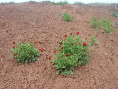 طالقان-روستای-کرکبود-216739