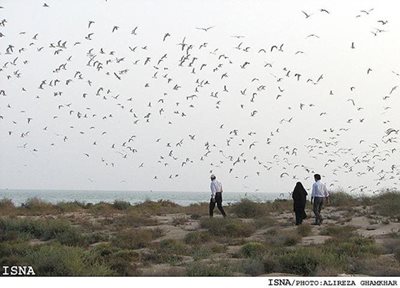 بندر-دیر-پارک-ملی-دیر-217288