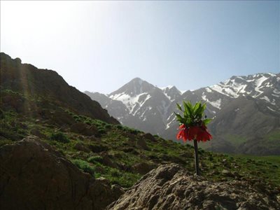 فریدونشهر-دشت-لاله-های-واژگون-217555