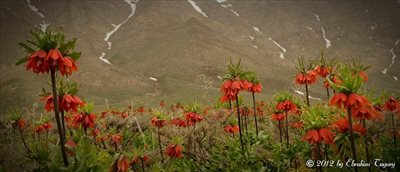خوانسار-منطقه-حفاظت-شده-گلستان-کوه-217728