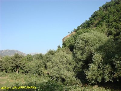 پیرانشهر-جنگل-های-پردانان-217971