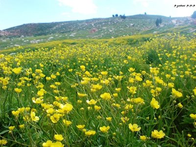 سمیرم-چالقفا-218475