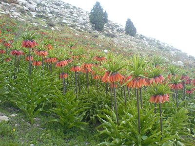 سمیرم-چالقفا-218471