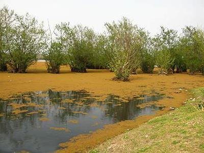 تالاب یانیق